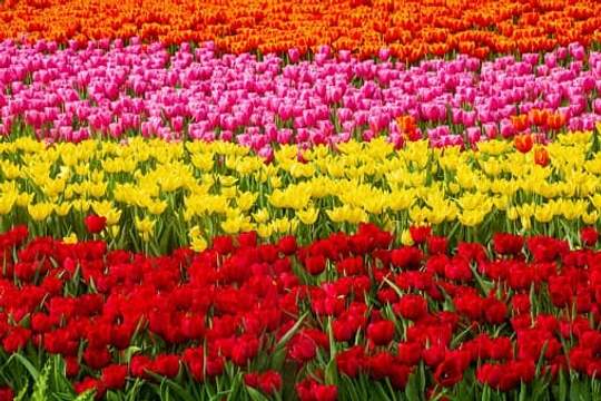 field of tulips